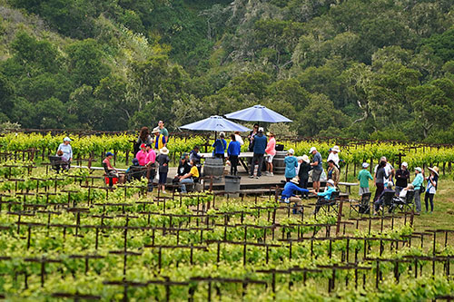 asistentes en el viñedo
