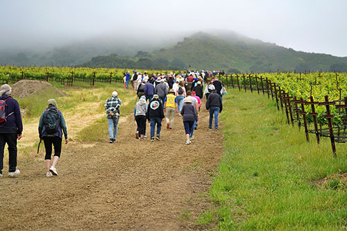 asistentes paseando por los viñedos